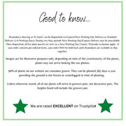 WeareratedEXCELLENTonTrustpilot_4_56ba20b2-c215-4d7e-aaee-d8d1ef8a43ff.png