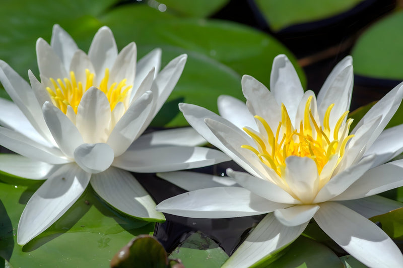 Nymphaea 'Hermine'