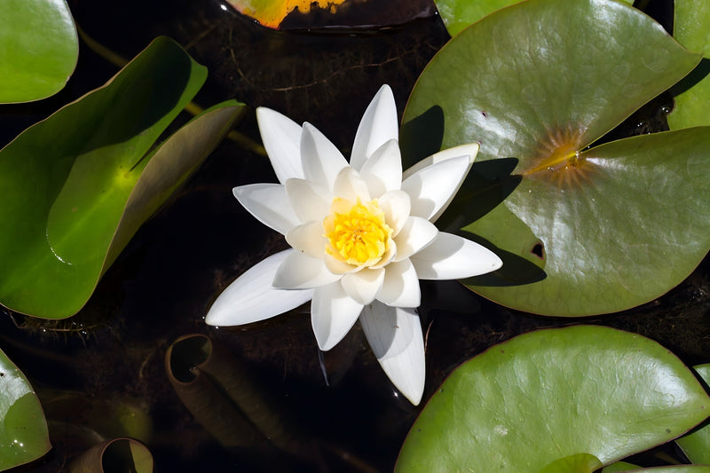 Nymphaea 'Hermine'