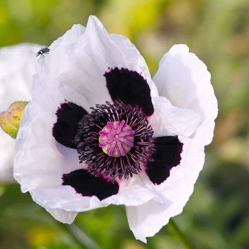 WhitePoppyRoyalWedding.jpg