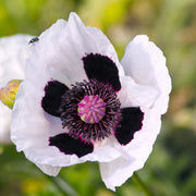 WhitePoppyRoyalWedding.jpg