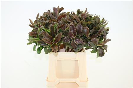 Cordyline Compacta Groen[rd]