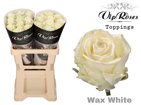 Rose Wax White