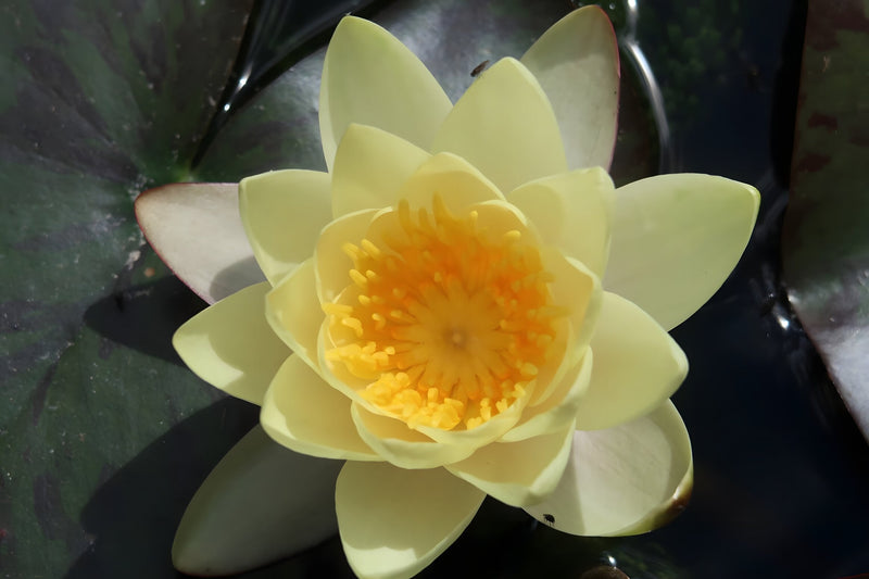 Nymphaea 'Yellow Sensation'