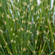 ZebraGrass_8f873ff3-41ed-403f-9ee2-f7019af0ca79.jpg