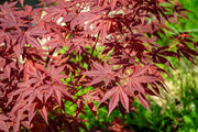 Acer palmatum Atropurpureum 2L - InStock