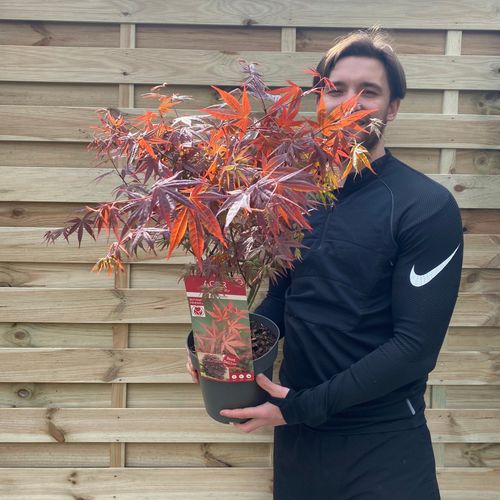 Acer palmatum Atropurpureum 2L - InStock