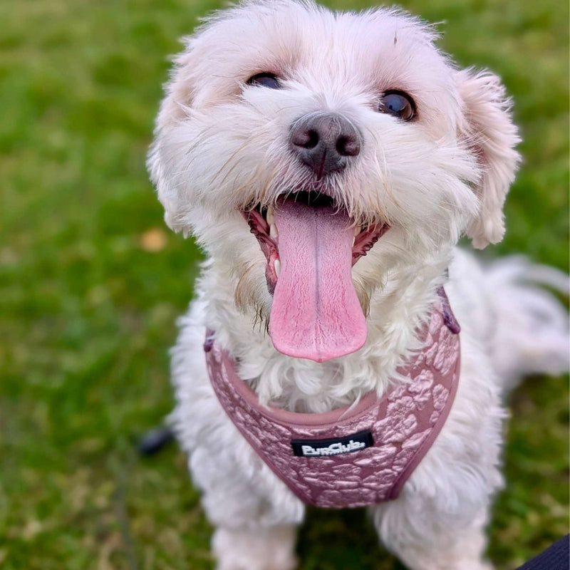PupClub Dog Luxe Adjustable Harness - Mocha Petals