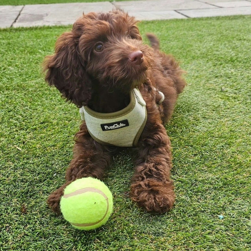 PupClub Dog Tweed Adjustable Harness - Sage