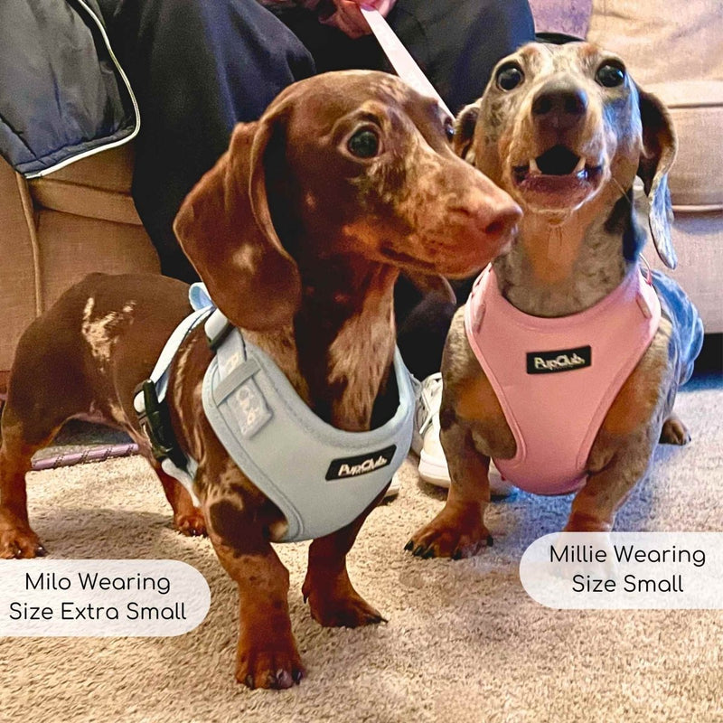 PupClub Dog Adjustable Harness - Pastel Blue
