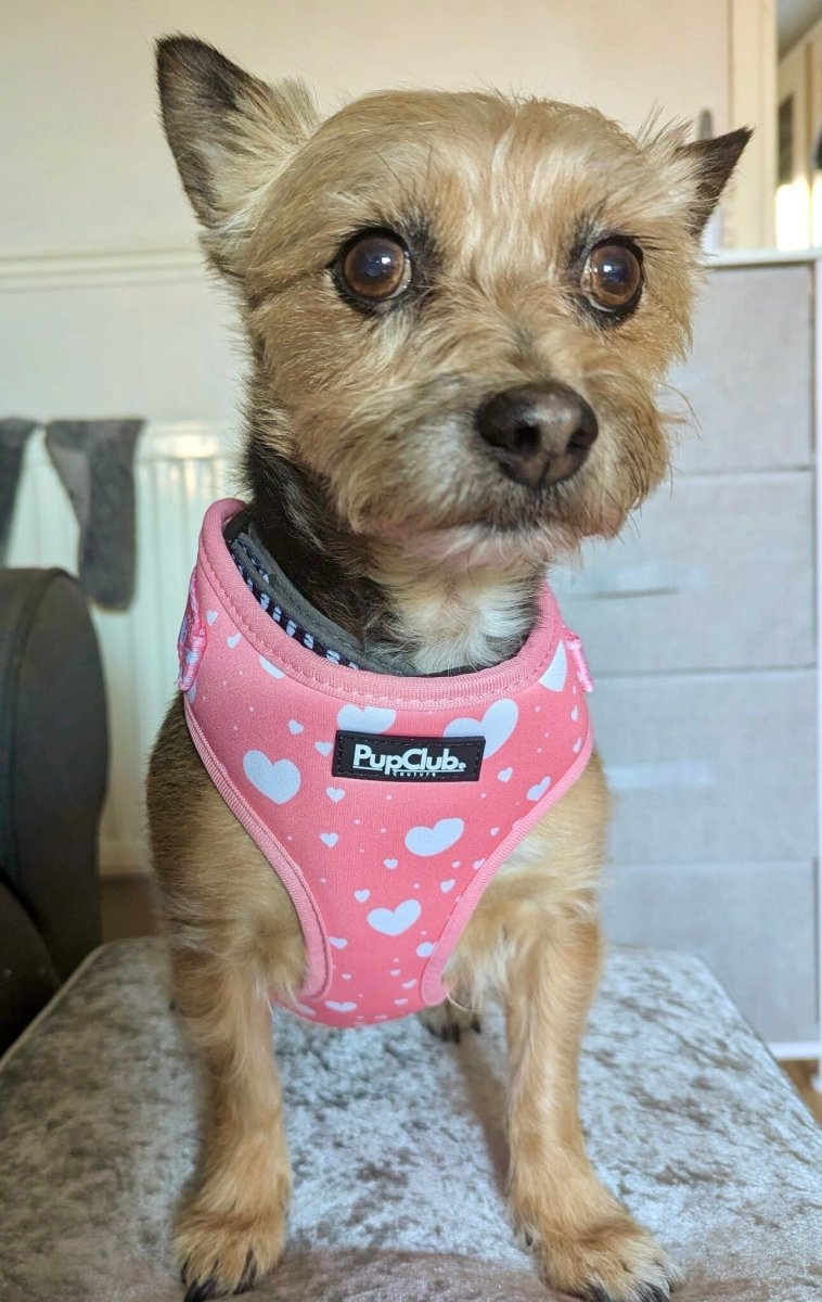 PupClub Dog Adjustable Harness - Peachy Hearts