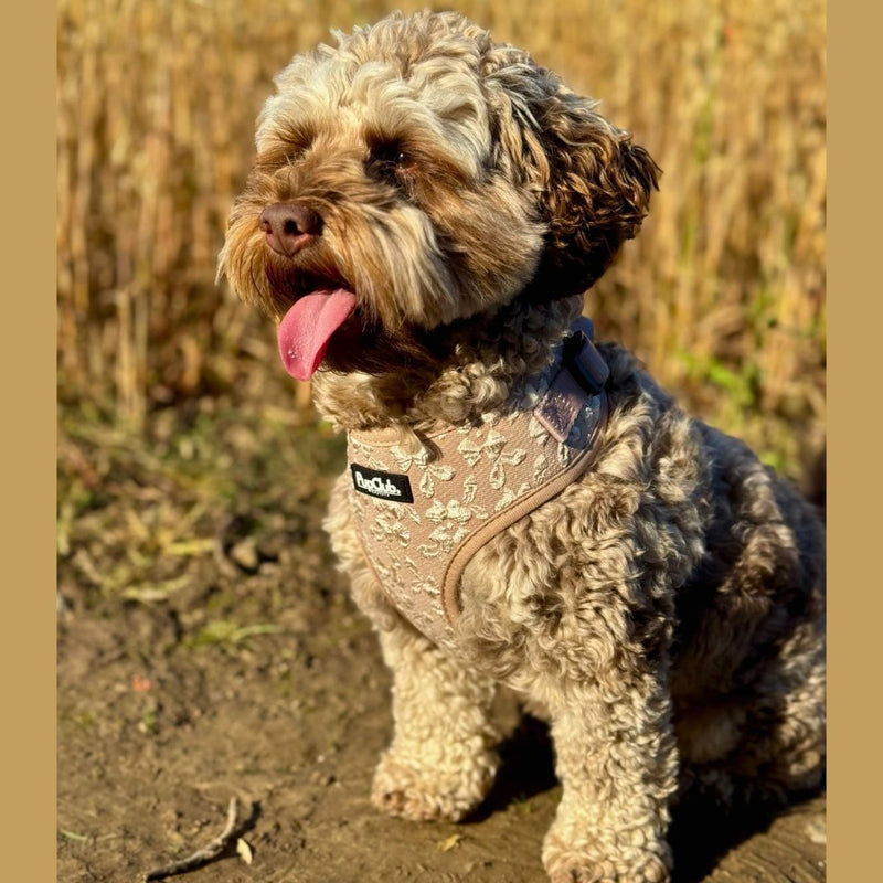 PupClub Dog Luxe Adjustable Harness - Toffee Latte Petals