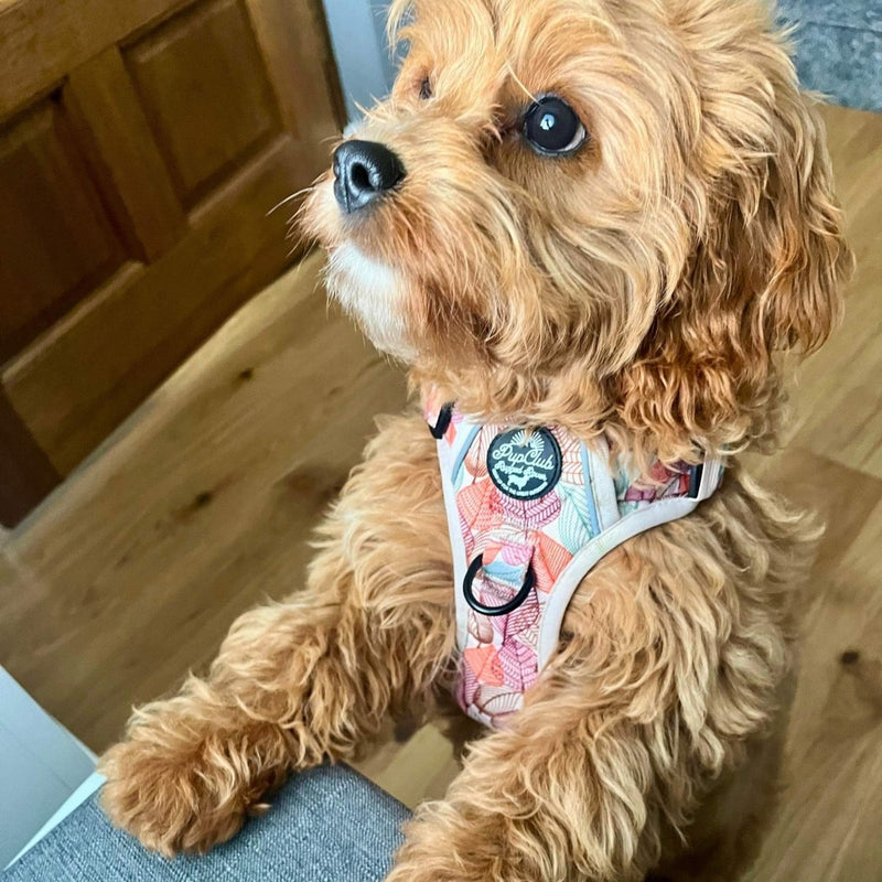 PupClub Dog Adjustable Harness - Autumn Breeze