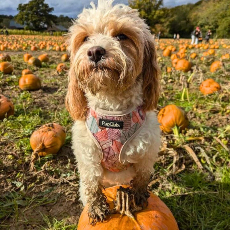 PupClub Dog Adjustable Harness - Autumn Breeze