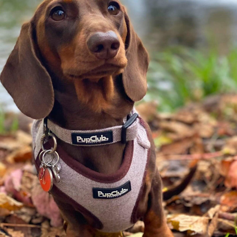 PupClub Dog Collar - Tweed Brown