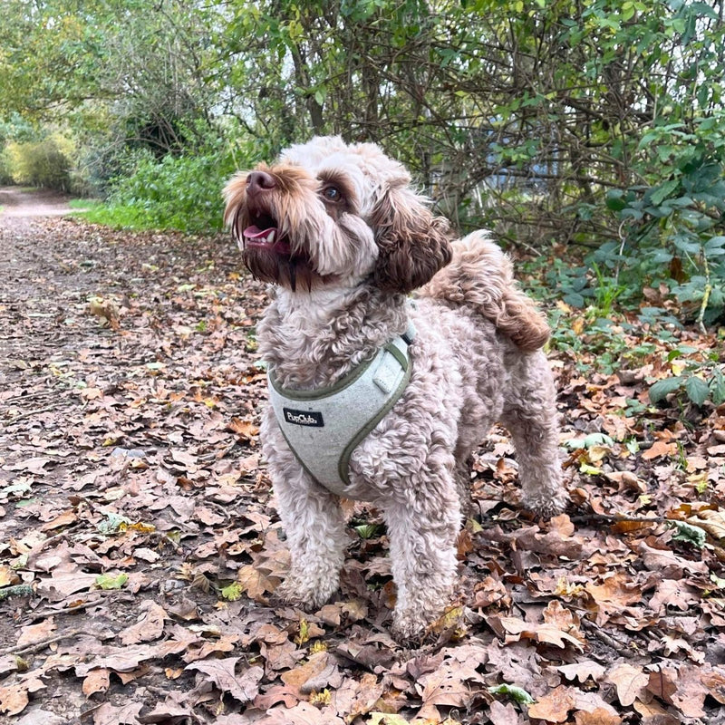 PupClub Dog Tweed Adjustable Harness - Sage