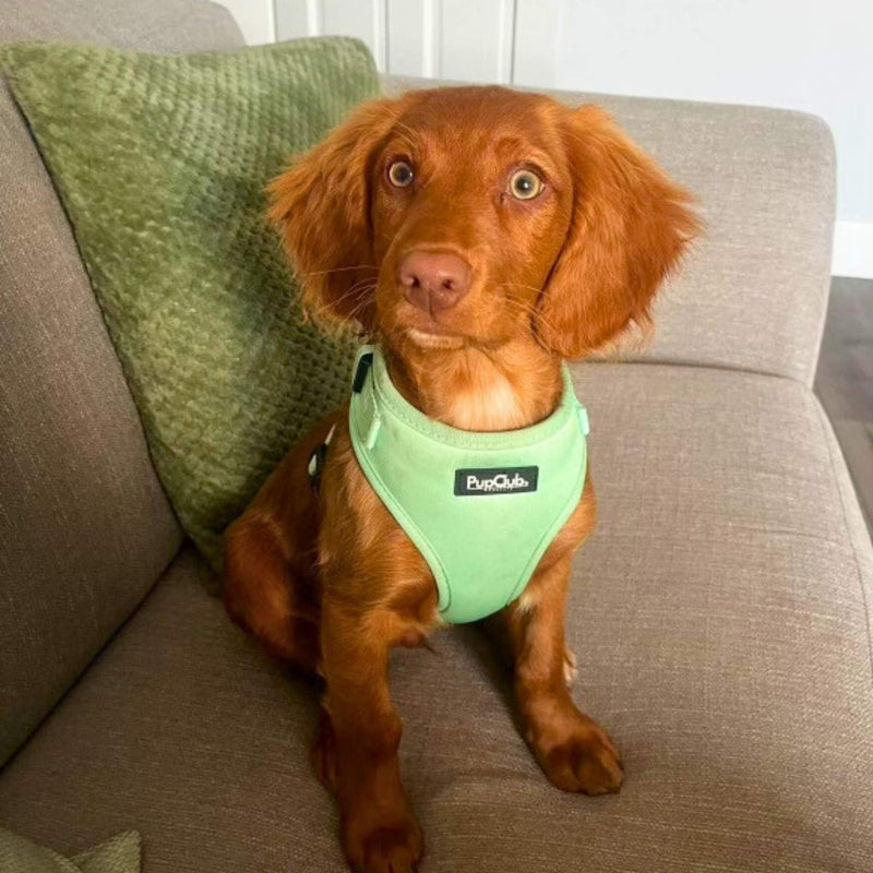 PupClub Dog Adjustable Harness - Pastel Mint Green