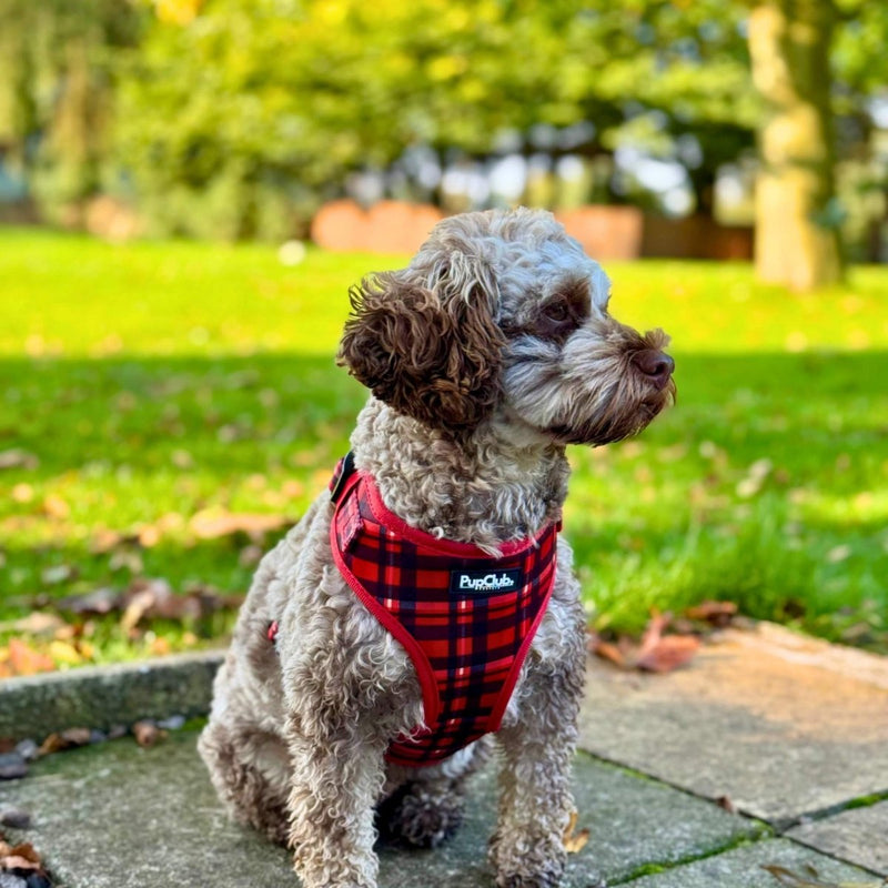 PupClub Dog Adjustable Harness - Red Tartan