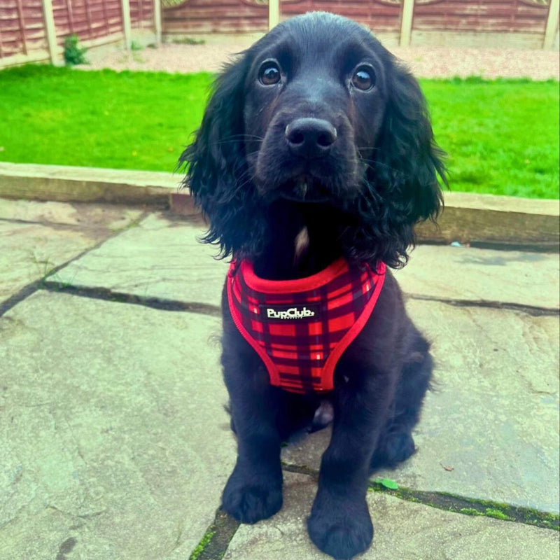 PupClub Dog Adjustable Harness - Red Tartan