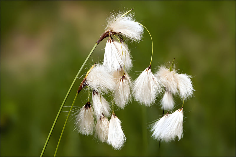Eriophorum angustifolium