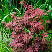 atropurpureum.jpg