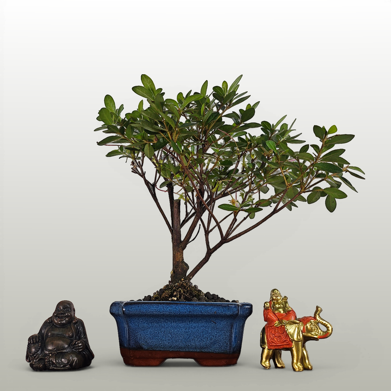 Azalea (Rhododendron) Bonsai Tree | Broom | In 15cm Pot