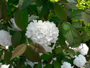 b35a5443-4d0e-47f9-9284-df945e29e4f5.png