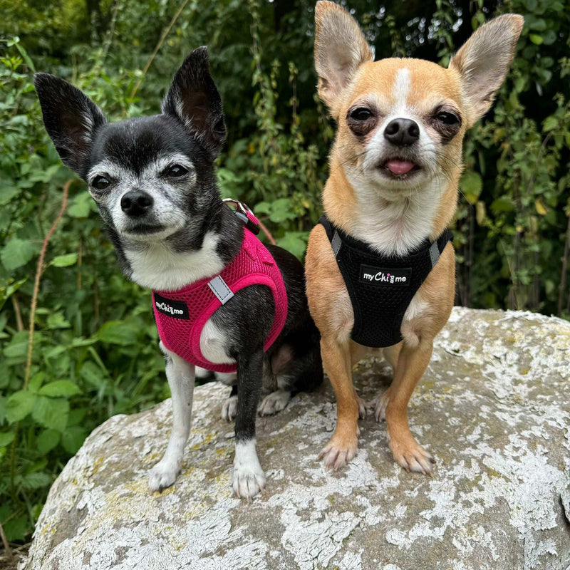Tiny Trails Step In Air Mesh Puppy and Small Dog Harness Purple