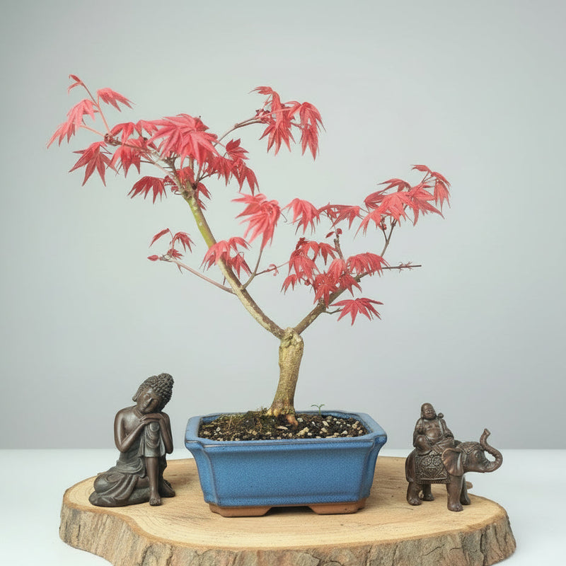 Japanese Maple (Acer) Bonsai Tree | Deshojo Informal Upright | In 15cm Pot