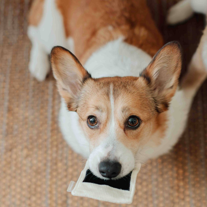 Instant Camera dog enrichment toy