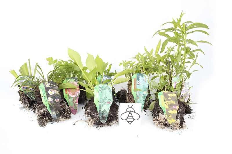 Lincolnshire Pond Plants Bee Marginal 8 Pack - Bareroot- BF801