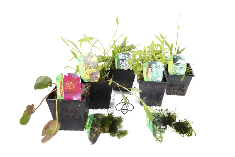 Lincolnshire Pond Plants Bee Pack - Potted - BFPL02