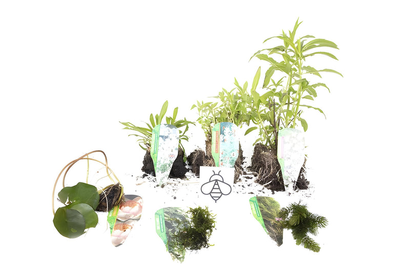 Lincolnshire Pond Plants Bee Pack - Bareroot - BFPL01