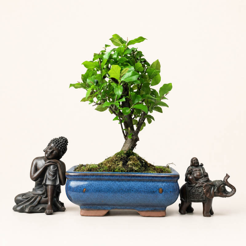 Bird Plum (Sageretia) Bonsai Tree | Broom | In 15cm Pot