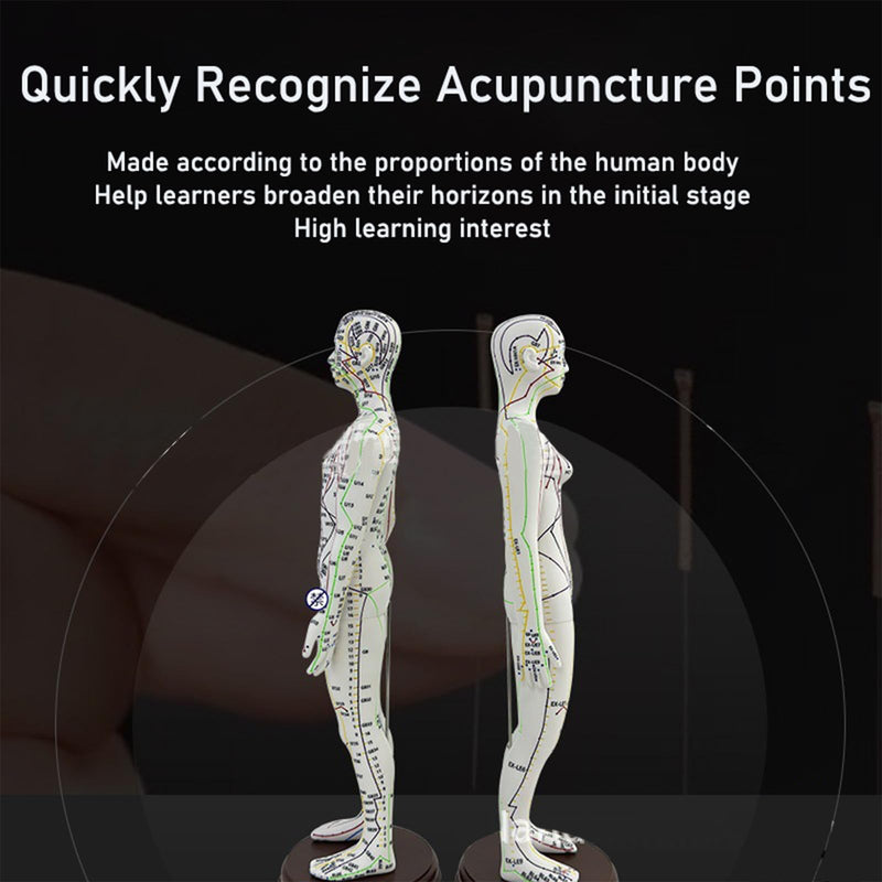 Body Acupuncture Model 20.5in – English Points & Meridians (Female)
