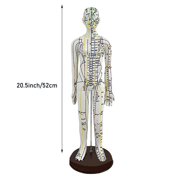 Body Acupuncture Model 20.5in – English Points & Meridians (Female)