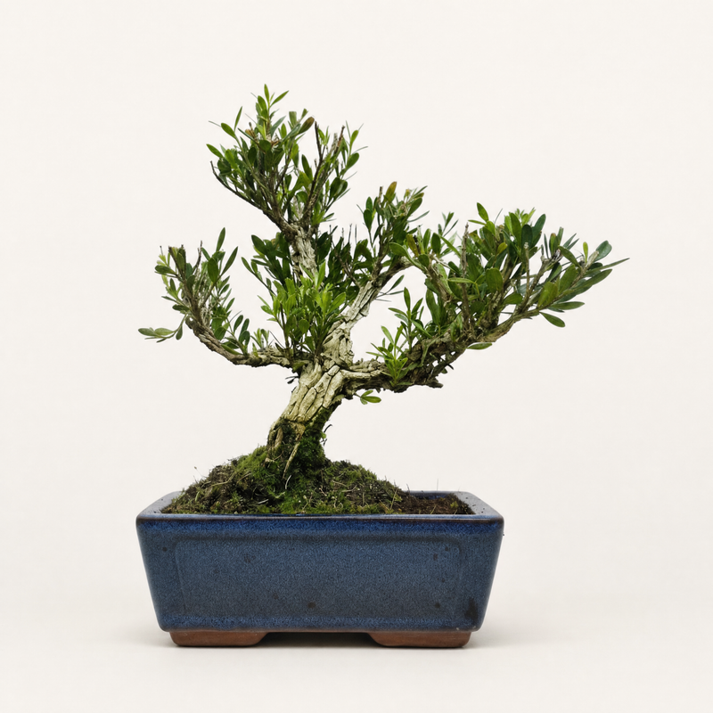 Boxwood (Buxus Harlandii) Bonsai Tree | Clump | In 15cm Pot