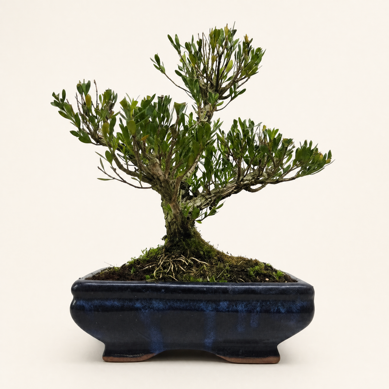 Boxwood (Buxus Harlandii) Bonsai Tree | Clump | In 20cm Pot