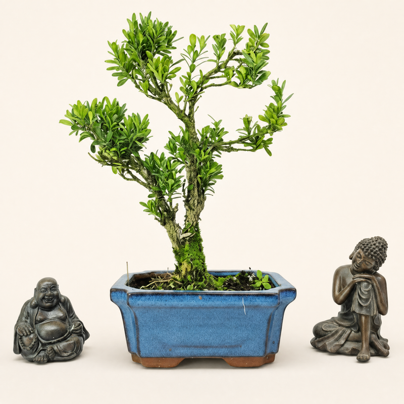 Boxwood (Buxus Harlandii) Bonsai Tree | Shaped | In 15cm Pot