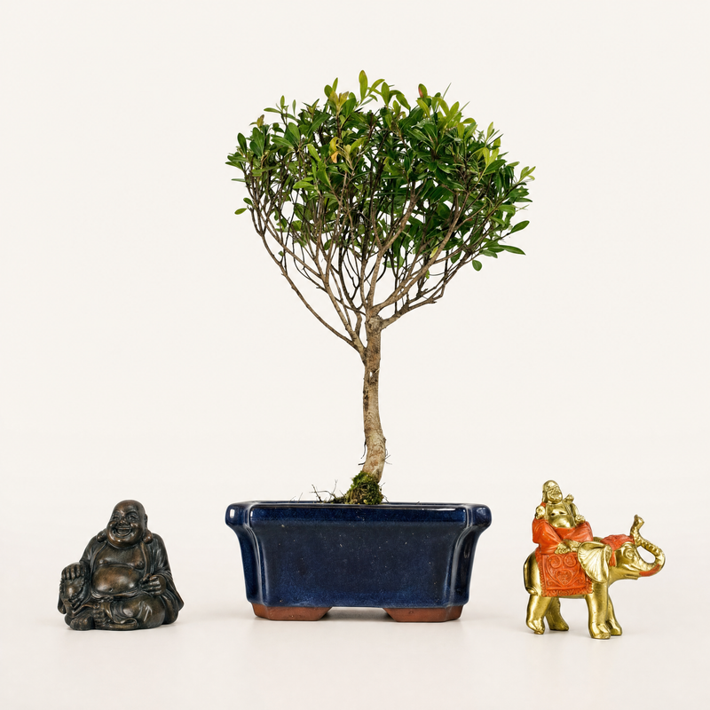 Brush Cherry (Syzygium) Bonsai Tree | Broom | In 15cm Pot