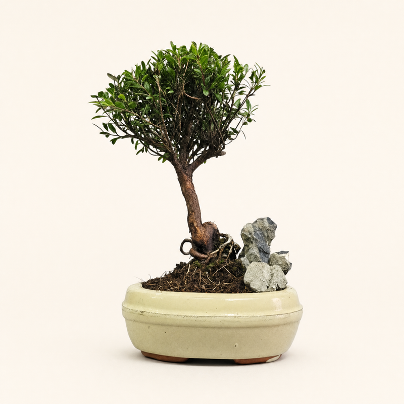 Brush Cherry (Syzygium) Bonsai Tree | Broom | In 16cm Pot With Rock