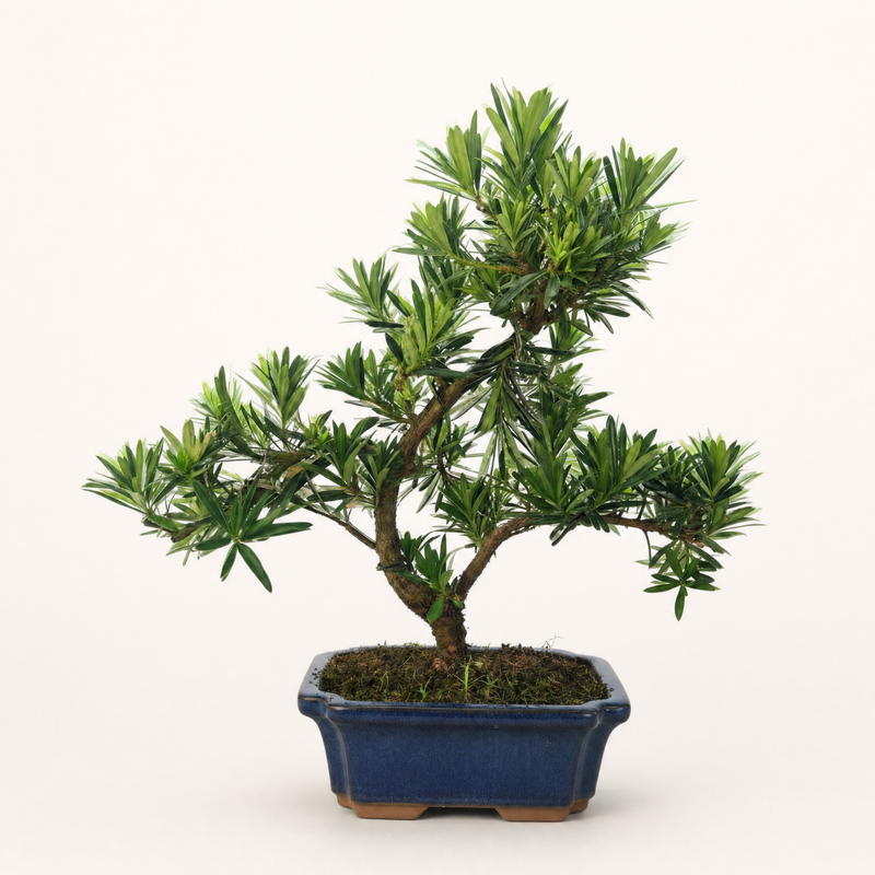 Buddhist Pine (Podocarpus Micro) Bonsai Tree | Shaped | In 20cm Pot