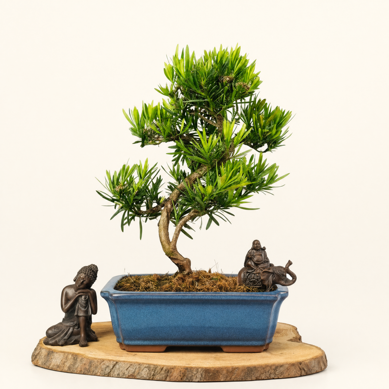 Buddhist Pine (Podocarpus Micro) Bonsai Tree | Shaped | In 30cm Pot