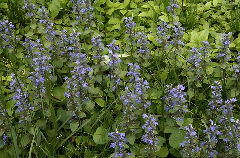 Ajuga reptans 'Common'