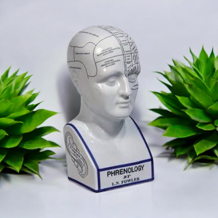 16" PHRENOLOGY HEAD Home Decor