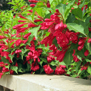 cb0058b2-60fb-4d74-85f7-29cc17f44628.png