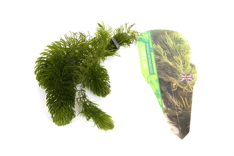 Pond Starter & top up Packs - Oxygenating - Compost and Pots