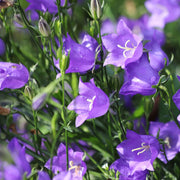 cf8a990c-f4d5-48fa-afba-7b3321cde2ac.png