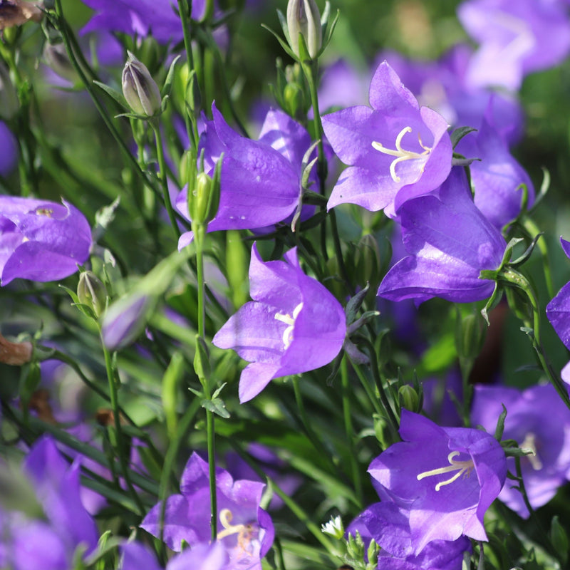 cf8a990c-f4d5-48fa-afba-7b3321cde2ac.png