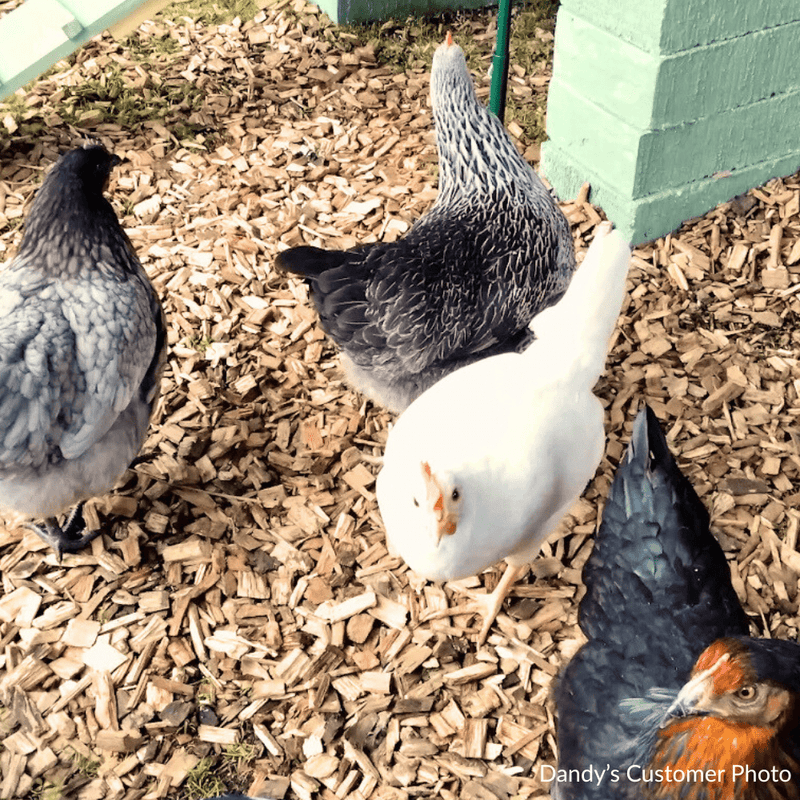 Chicken Coop Chips